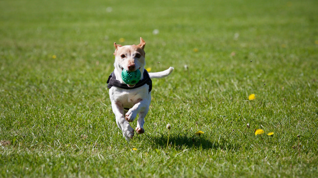 Running with a Dog: Tips for a Safe and Enjoyable Experience